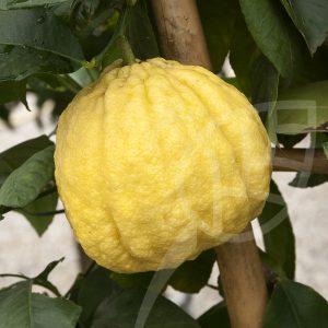 Limone cedrato Maxima