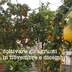 coltivare gli agrumi in inverno
