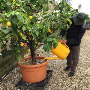 Coltivare gli agrumi in vaso