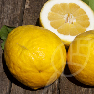 limone cedrato Mangiagli
